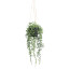 Kunstpflanze Senecio Herreianus, Farbe grün, inkl. Hängetopf, Höhe ca. 55 cm
