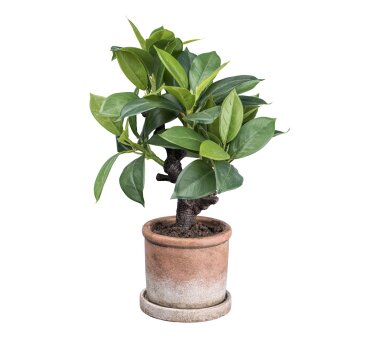 Kunstpflanze Ficus Retusa, Farbe grün, inkl....