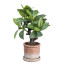 Kunstpflanze Ficus Retusa, Farbe grün, inkl. Terracotta-Topf mit Unterteller, Höhe ca. 33 cm