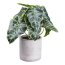 Kunstpflanze Anthurium, 2er Set, Farbe grün, inkl. Zementtopf, Höhe ca. 22 cm