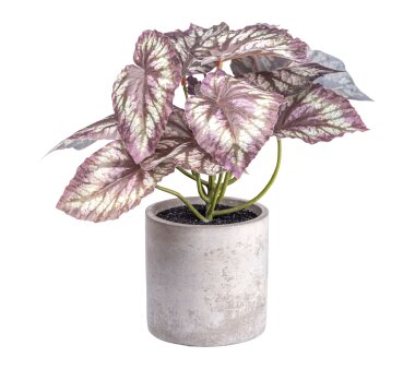 Kunstpflanze Rex Begonia, 2er Set, Farbe grün-rosa,...