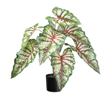 Kunstpflanze Syngonium, Farbe grün-rot, inkl....