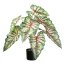 Kunstpflanze Syngonium, Farbe grün-rot, inkl. Kunststofftopf, Höhe ca. 66 cm