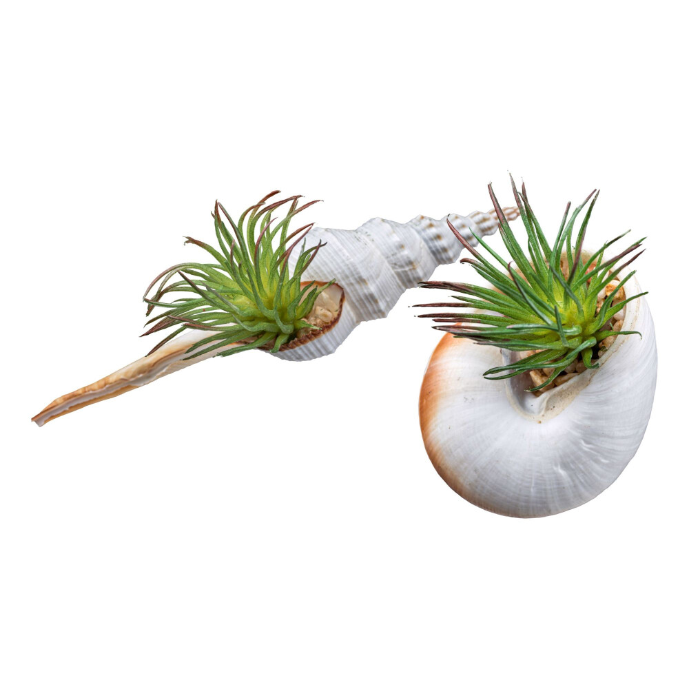 Kunstpflanze Tillandsien, 2-fach sortiert, Farbe grün, inkl. Naturmuschel,  Höhe ca. 8-14 cm ✔ online kaufen