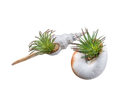 Kunstpflanze Tillandsienhänger, 5er Set, Farbe grün, inkl. Seeigelgehäuse,  Höhe ca. 6 cm ✔ online kaufen