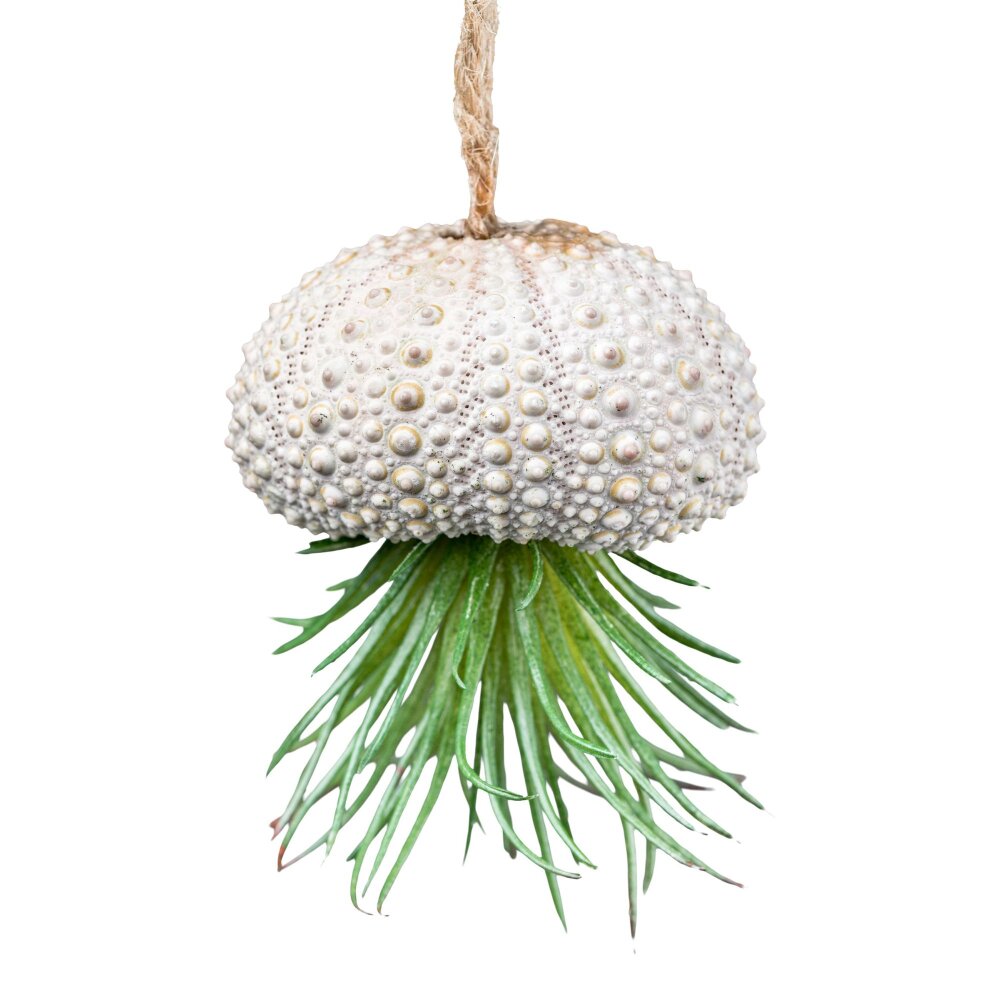 Kunstpflanze Tillandsienhänger, inkl. Höhe ca. kaufen 6 Farbe online Seeigelgehäuse, cm grün, Set, 5er ✔