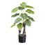 Kunstpflanze Nephtytis, Farbe grün, inkl. Kunststofftopf, Höhe ca. 70 cm