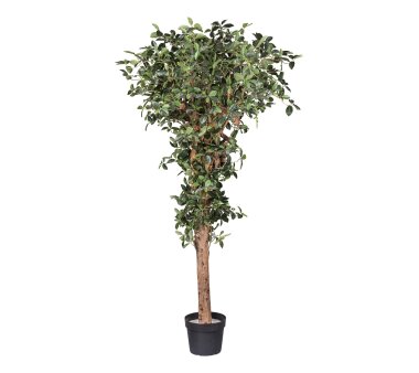 Kunstpflanze Ficus Retusa, Naturstamm, Farbe grün,...