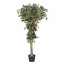 Kunstpflanze Ficus Retusa, Naturstamm, Farbe grün, inkl. Kunststofftopf, Höhe ca. 220 cm