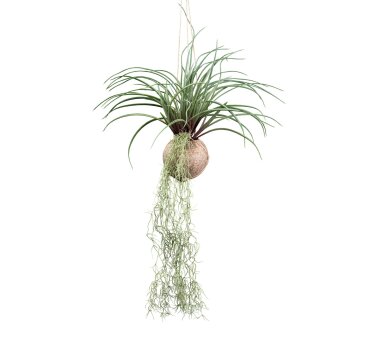 8-14 cm inkl. ✔ Kunstpflanze Naturmuschel, Höhe Farbe online Tillandsien, grün, 2-fach ca. sortiert, kaufen