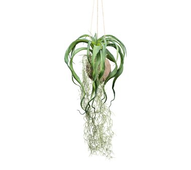 Kunstpflanze Tillandsienhänger, 5er Set, Farbe grün, inkl. Seeigelgehäuse,  Höhe ca. 6 cm ✔ online kaufen