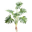 Kunstpflanze Monsterabusch, 2er Set, Farbe grün, Höhe ca. 65 cm