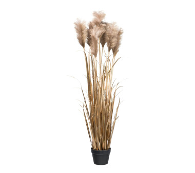 Kunstpflanze Pampasgras, Farbe schwarz, inkl. Topf, Höhe ca. 125 cm online  kaufen | Kunstpflanzen