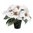 Kunstpflanze Poinsettie, 2er Set, Farbe weiß, inkl. Topf, Höhe ca. 26 cm