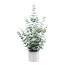 Kunstpflanze Eukalyptus, Farbe grau-grün, inkl. weißem Melamintopf, Höhe ca. 64 cm