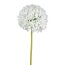 Kunstblume Allium, 2er Set, Farbe weiß, Höhe ca. 89 cm
