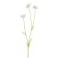 Kunstblume Cosmoszweig, 7er Set, Farbe weiß, Höhe ca. 58 cm