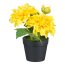 Kunstpflanze Dahlien, 4er Set, Farbe gelb, inkl. Topf, Höhe ca. 14 cm