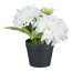 Kunstpflanze Dahlien, 4er Set, Farbe weiß, inkl. Topf, Höhe ca. 14 cm