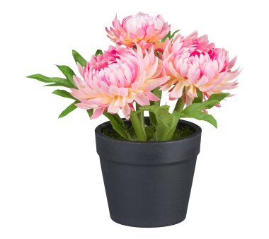 Kunstpflanze Strohblumen, 4er Set, Farbe rosa, inkl....