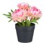 Kunstpflanze Strohblumen, 4er Set, Farbe rosa, inkl. Topf, Höhe ca. 14 cm