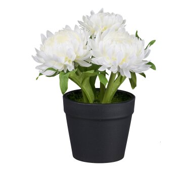 Kunstpflanze Strohblumen, 4er Set, Farbe weiß,...