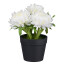 Kunstpflanze Strohblumen, 4er Set, Farbe weiß, inkl. Topf, Höhe ca. 14 cm
