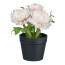 Kunstpflanze Strohblumen, 4er Set, Farbe pfirsich, inkl. Topf, Höhe ca. 14 cm