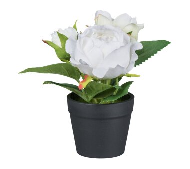 Kunstpflanze Rosen, 4er Set, Farbe weiß, inkl....