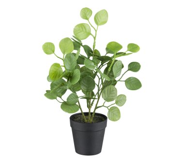 Kunstpflanze Eukalyptus, 2er Set, Farbe grün, inkl....