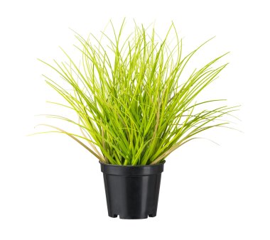Kunstpflanze Gras, 3er Set, Farbe grün, inkl. Topf,...