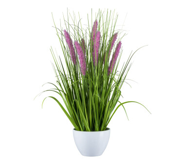 Kunstpflanze Pennisetum, Farbe lila, inkl. Schale,...