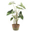 Kunstpflanze Caladium, Farbe grün, inkl. Zement-Topf, Höhe ca. 60 cm