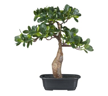 Kunstpflanze Bonsai Ficus, Farbe grün, inklusive...