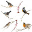 Fenstersticker KOMAR, BIRDS, 12 Teile, BxH 31 x 31 cm
