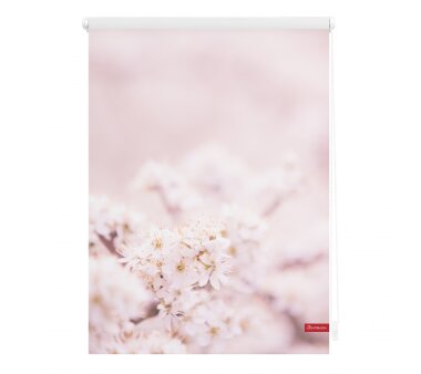 Lichtblick Rollo Klemmfix, ohne Bohren, blickdicht, Kirschblüten - Farbe rosa-weiß